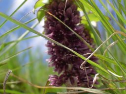 Eucomis schijffii similar at top and bottom